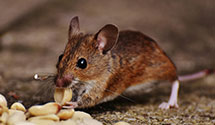 24 Hour & Emergency Exterminators in Irs Service Center, CA